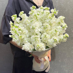 19 белых маттиол